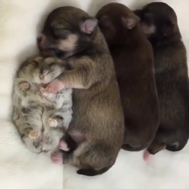 Three Puppies and a Hamster