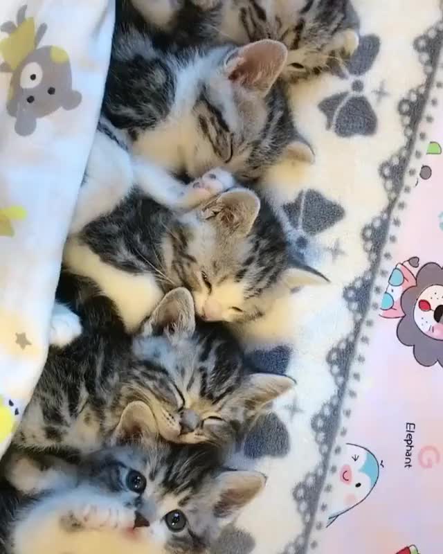 냥이 (2)