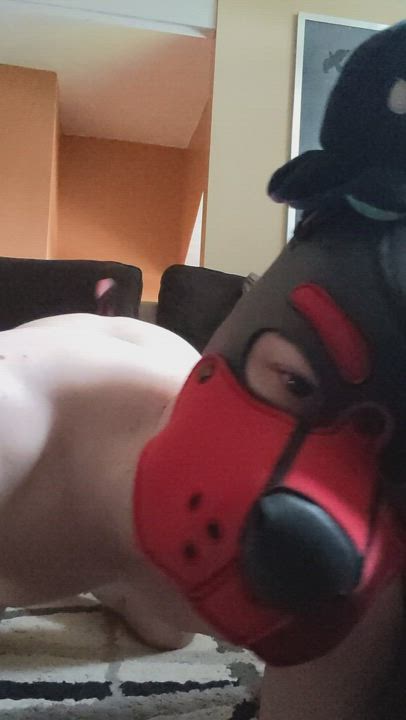 Hey! Come play with Sparky! P..please?🥺