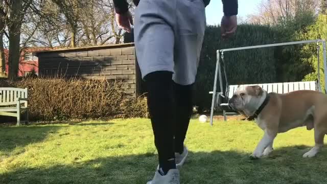 Do yoga with your dog they said...
