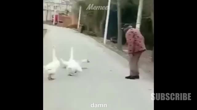 Funny videos that I like to watch with my girlfriend