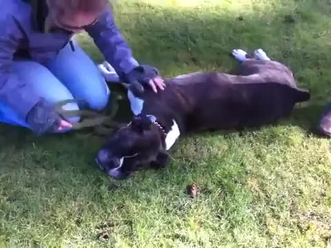ripsave - This pups heart seemed to stop while being walked by his owner. Good thing