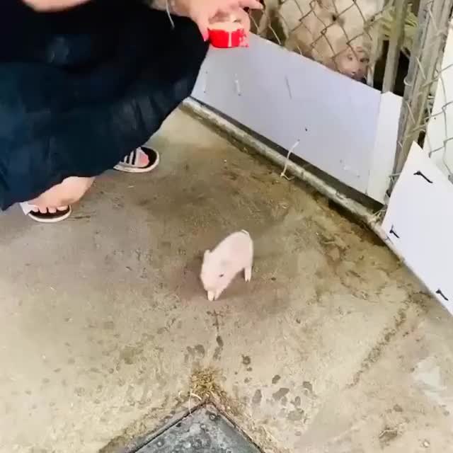 cute