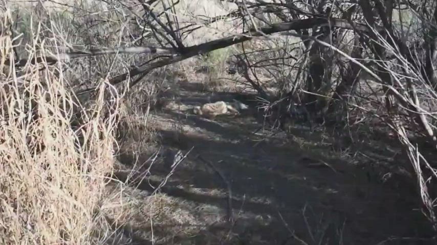 amateur blowjob outdoor teen gif