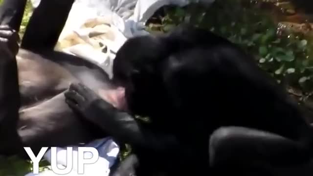 monkeybusinesses