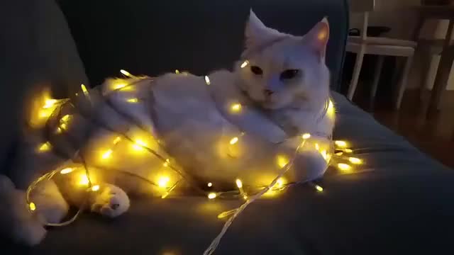 Holiday Cat