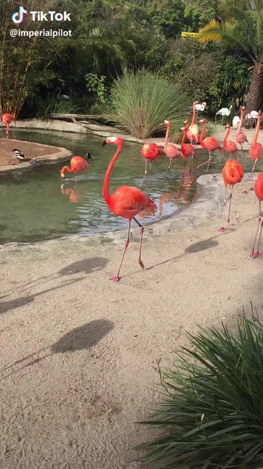  #flamingo #sandiegozoo #foryoupage #duck #meme #gamer #comedy #foryou #animals #bird