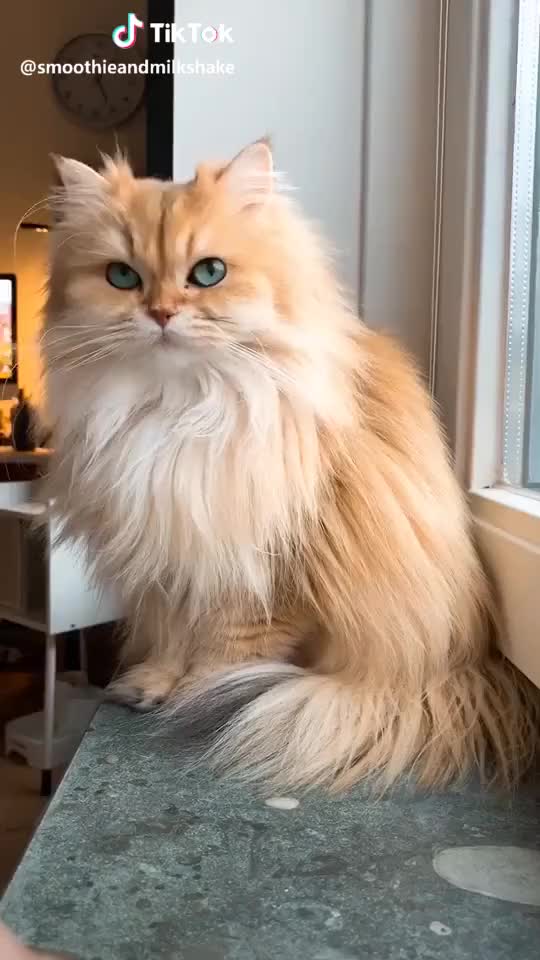 Smoothie has something to say to you! ? #cutekitty #foryou #ilovemycat #gatos #katze