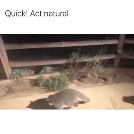 They see us, be cool, be cool
