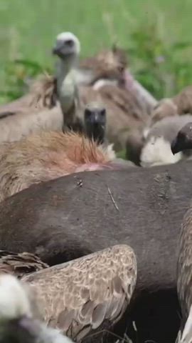 Anal Anime Natural gif