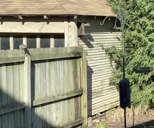 Our backyard gymnast is back again today