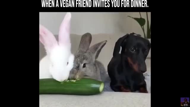 Gifs funny #15 ??