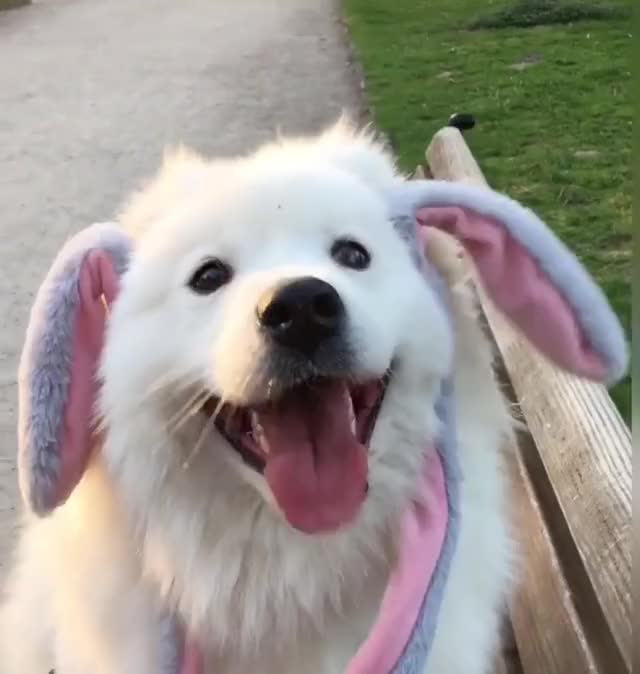 Cute dog