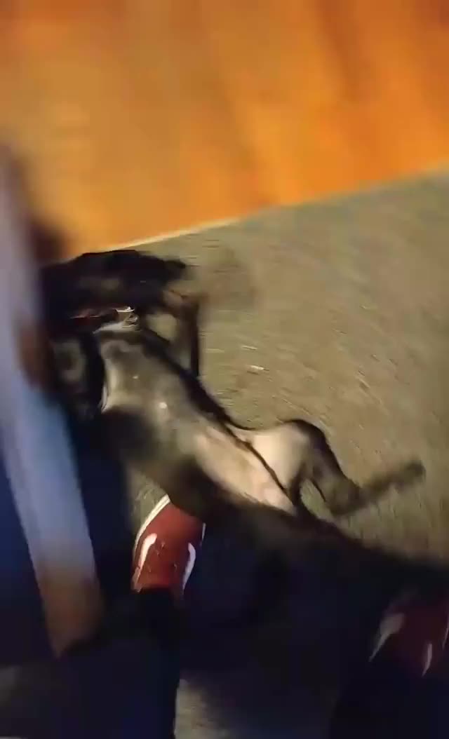 Wednesday and Vader