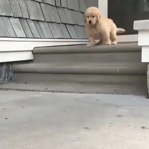 Cute Emergency - Look mom I can jump ?  ?: lifewith_bear