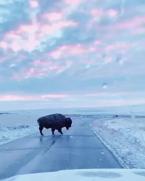 From a particularly magical morning in Utah, March 2019 ?! Video by @nathanielwise
