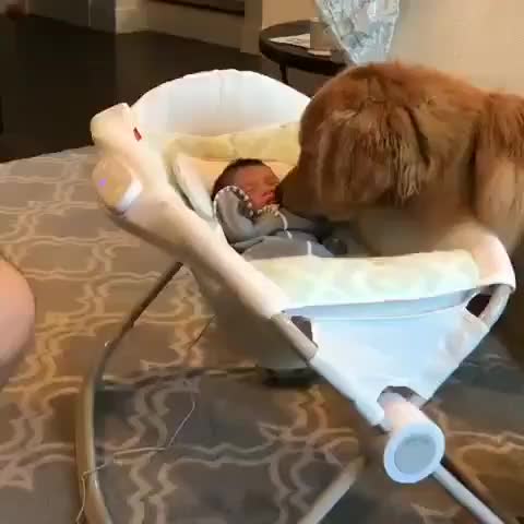 Meet the New member of my family!! Credit to @porkchop_thegolden . ... . . -----------