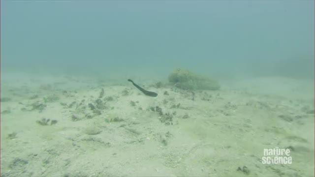 Pearl Fish living inside anal opening of sea cucumber