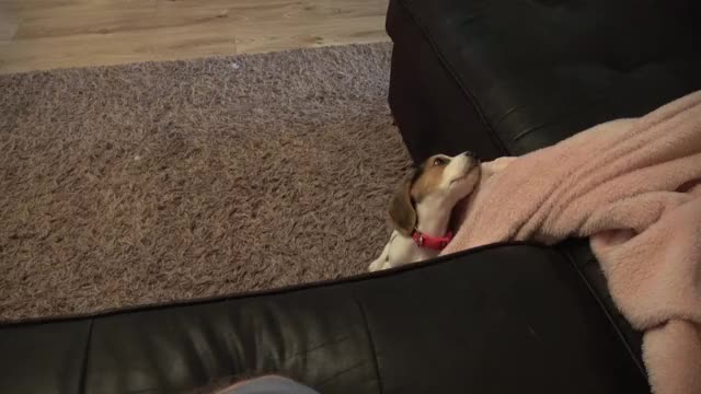 Crying puppy wants to be close to her best friend | Baby Laura and Puppy Lilly