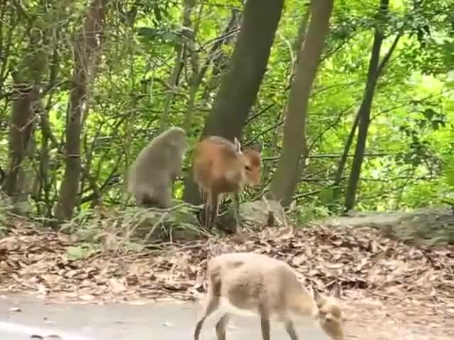 An Uber service for Monkeys