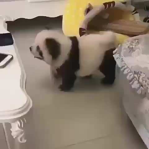 Puppy or panda? ? via @puppies.club