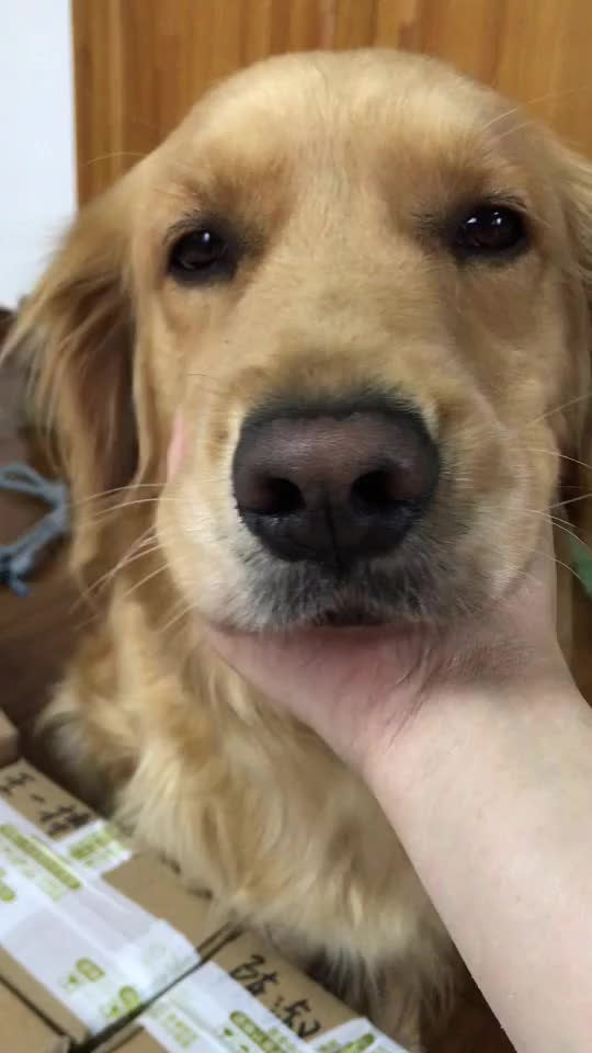 chin scratches