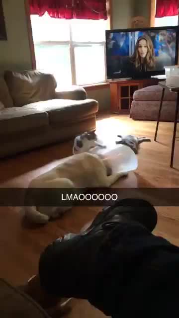 At least someone is happy with the cone