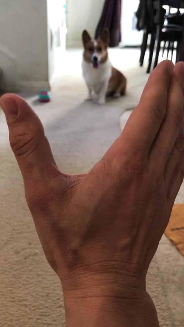 Taught him this in about three tries