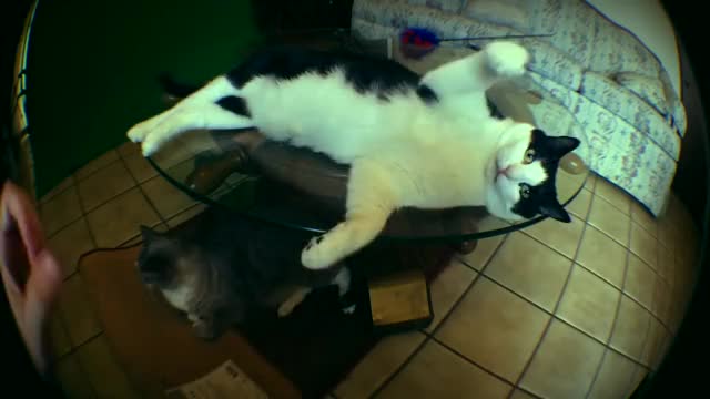 Who Ordered The Cat Chili? The Thug Cats as seen on MTV Ridiculousness