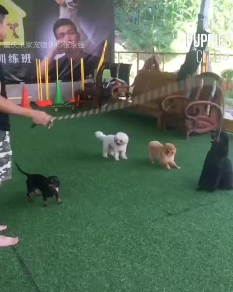 A joint human-dog effort