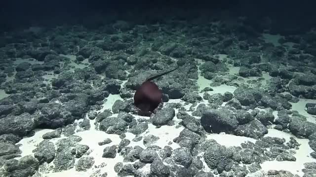 Gulper Eel Balloons Its Massive Jaws | Nautilus Live