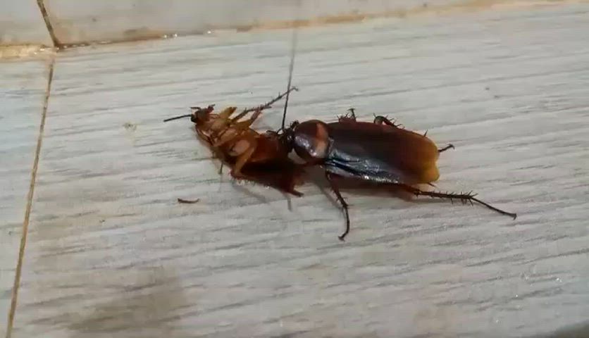 cum nsfw orgasm gif