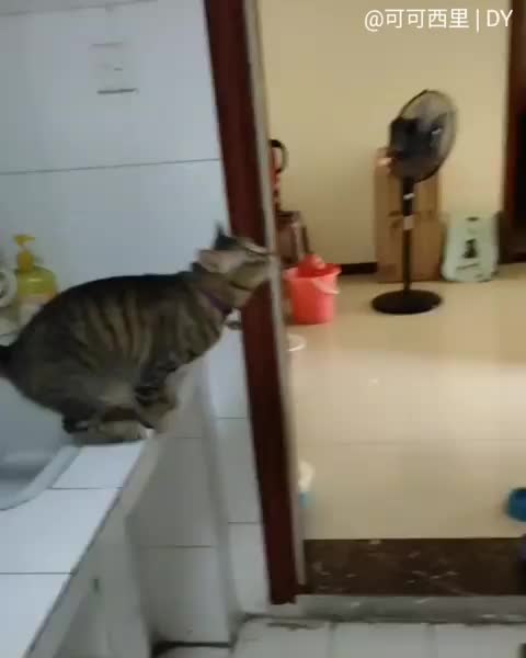 ? from @可可西里 | DY ????? ~ double tap ❤❤ . ??Follow my other pages ? @lovecatdaily