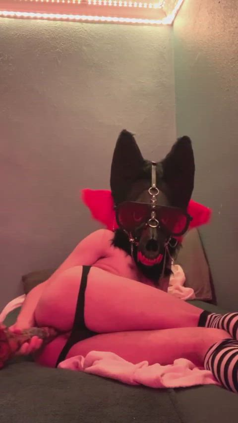 amateur ass dildo furries furry moaning gif