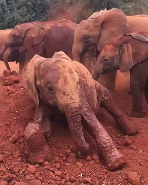 Musiara