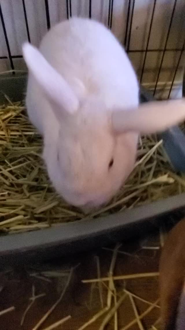 Petting my bun bun