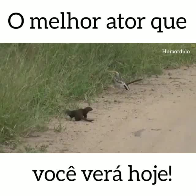 melhor-ator-que-vc-vera-hoje