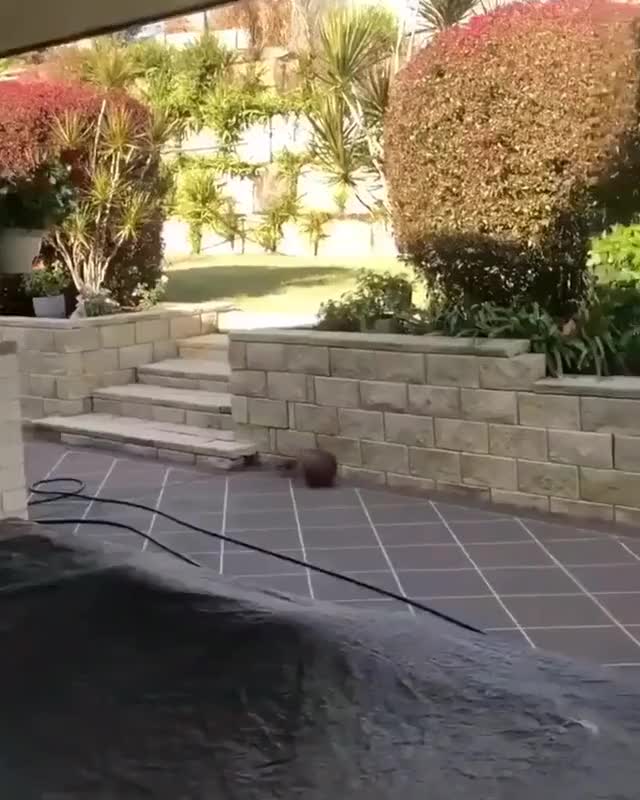 This bird playing with a basketball just for the fun of it
