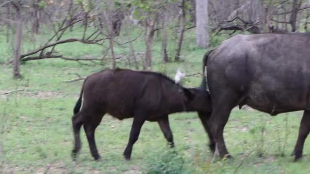 Cape Buffalo