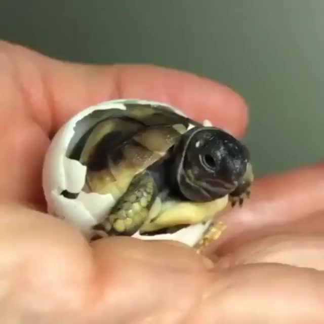 Baby turtle.