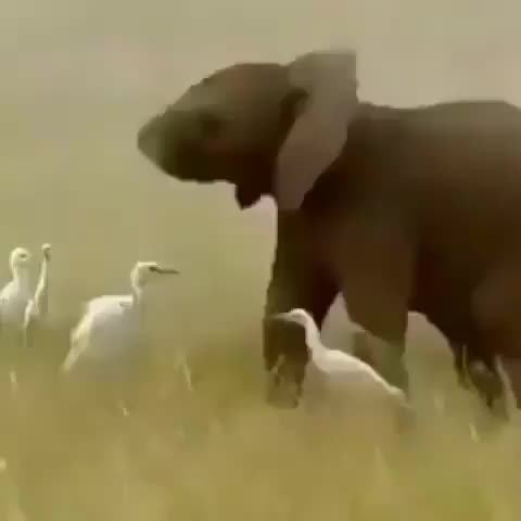? Baby elephant playfully showing off his flexible trunk