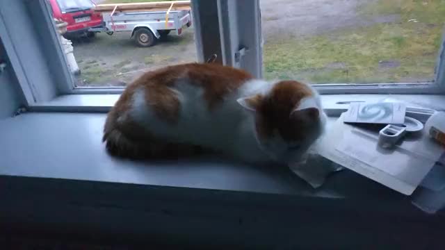Kitty cat