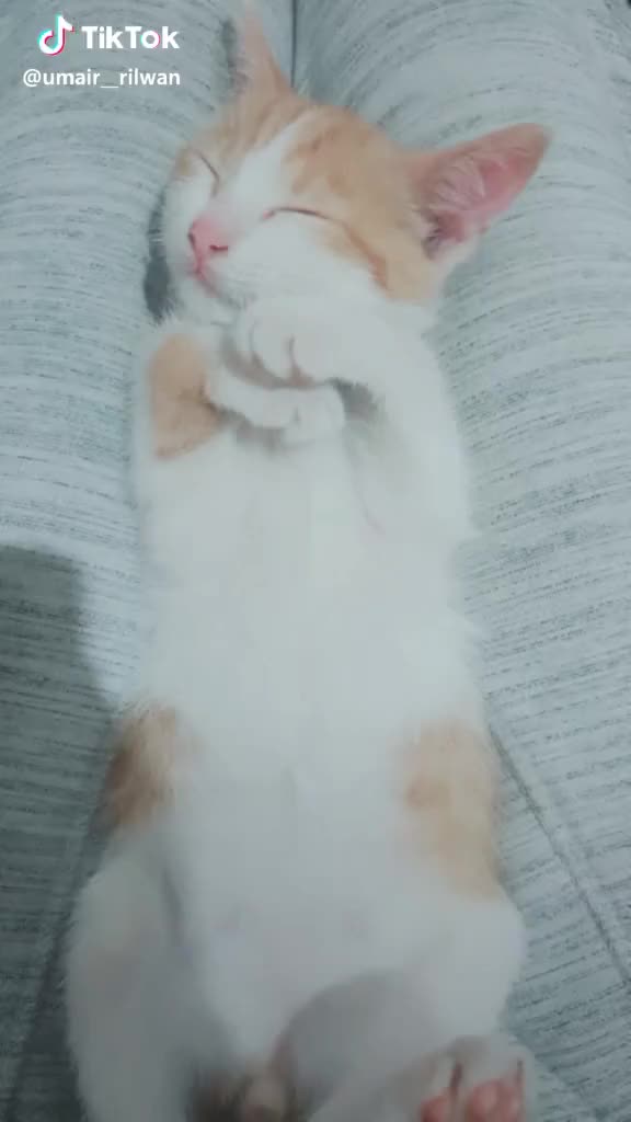 he was like - Stop It... #cute #cutekitty #pet #cat #kitty