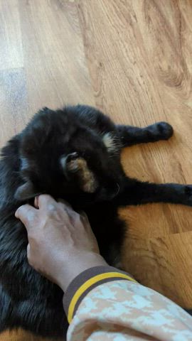 kitten kitty pussy gif