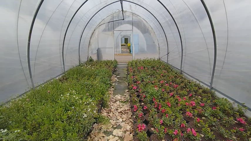 Public cumshot on a flower in plant nursery (Uncut cock)
