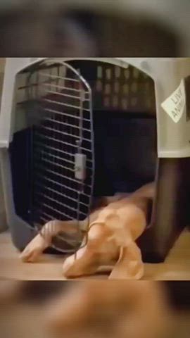 ass big tits cumshot gif