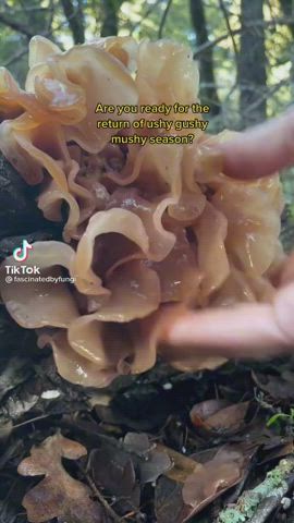 Fetish Food Fetish Funny Porn gif