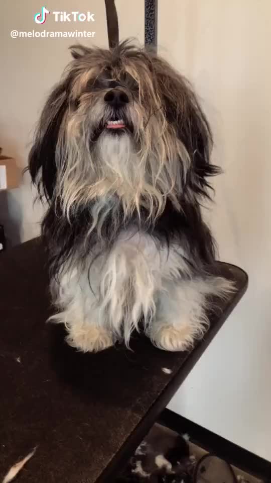 Jagger the dog (hadn’t been groomed in 6 months). He’s a new man! #grooming #foryou