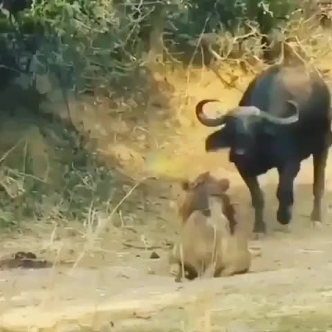 Isn’t nature so cruel??⠀⠀⠀ If you love lion based content, join us by following