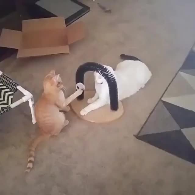 cat being jerk